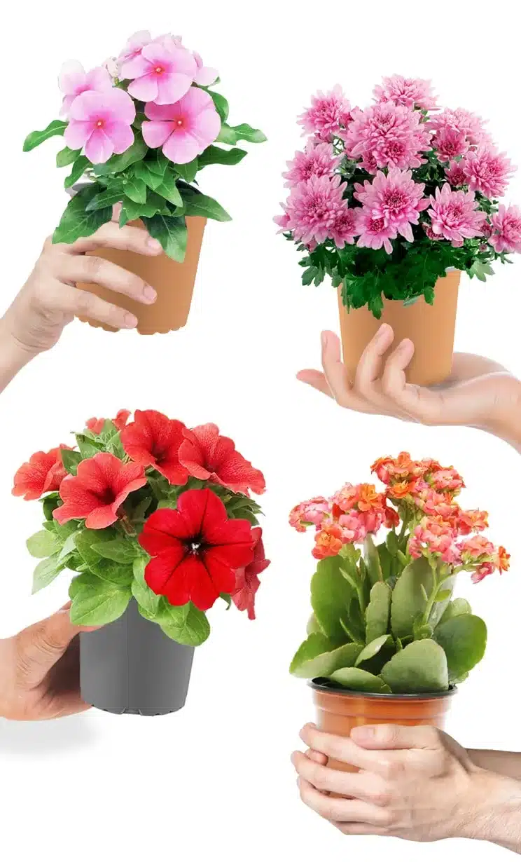 الزهور الموسمية