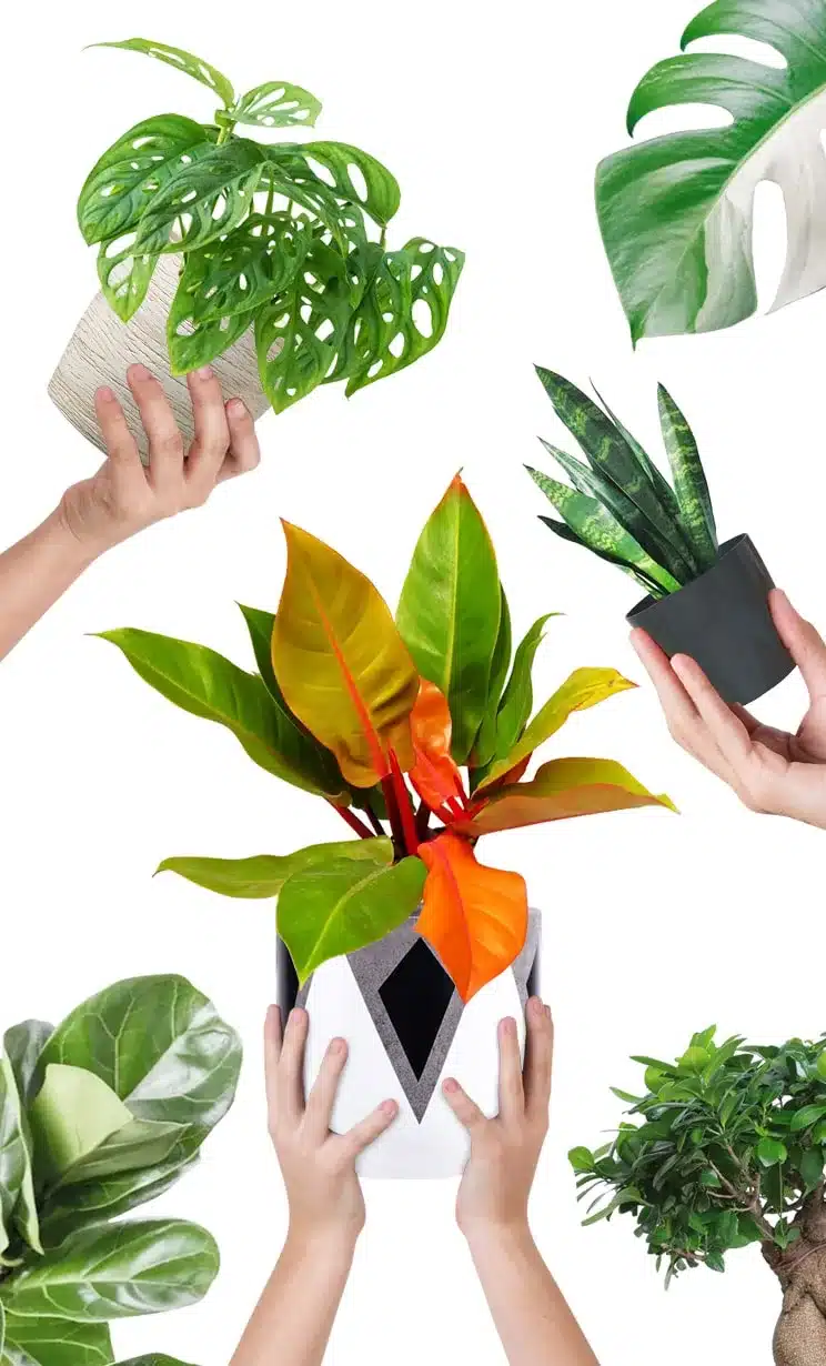 النباتات الداخليه