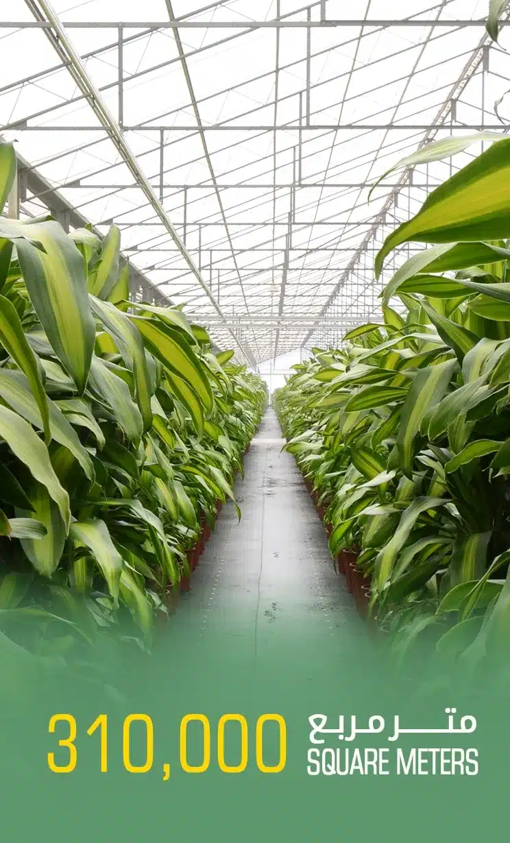 مساحة الانتاج