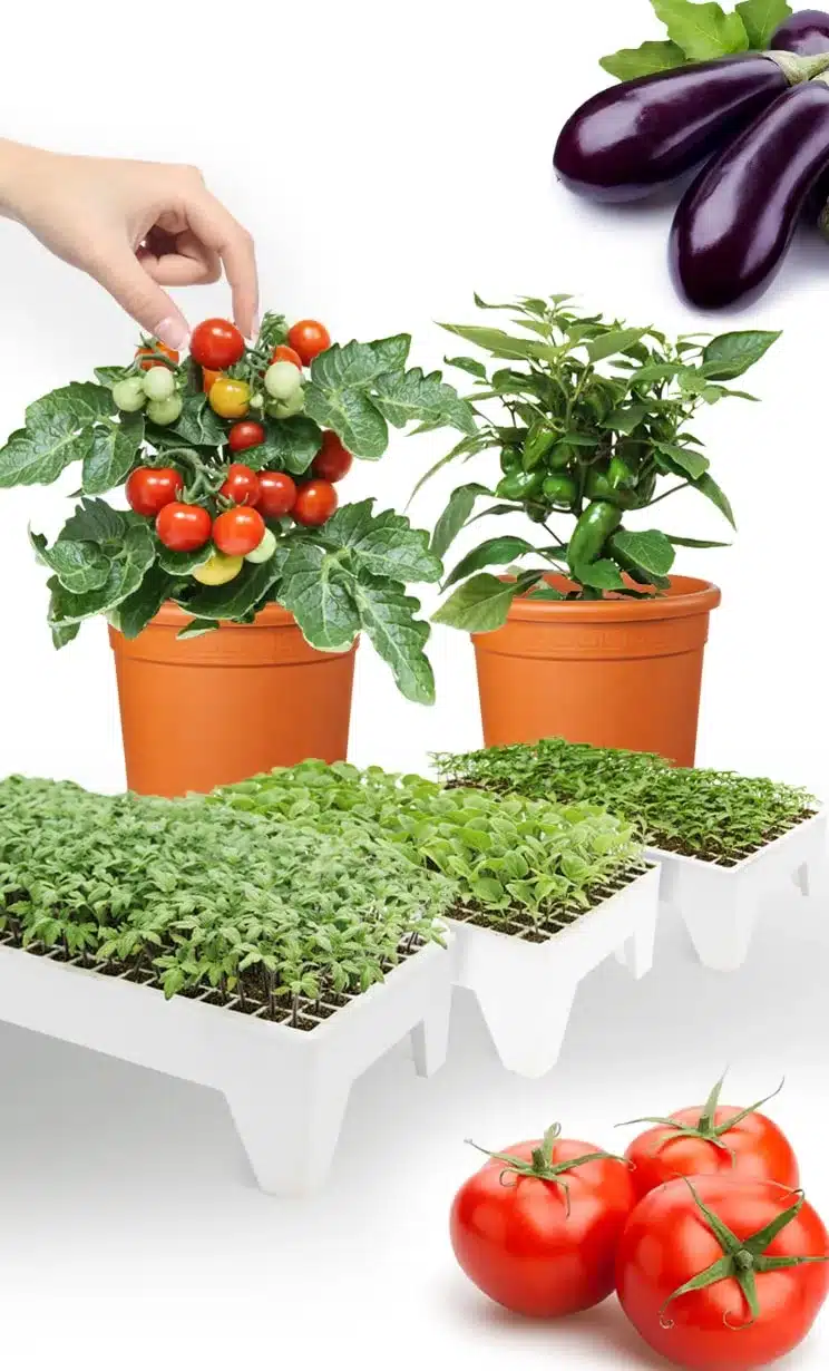 شتلات الخضار