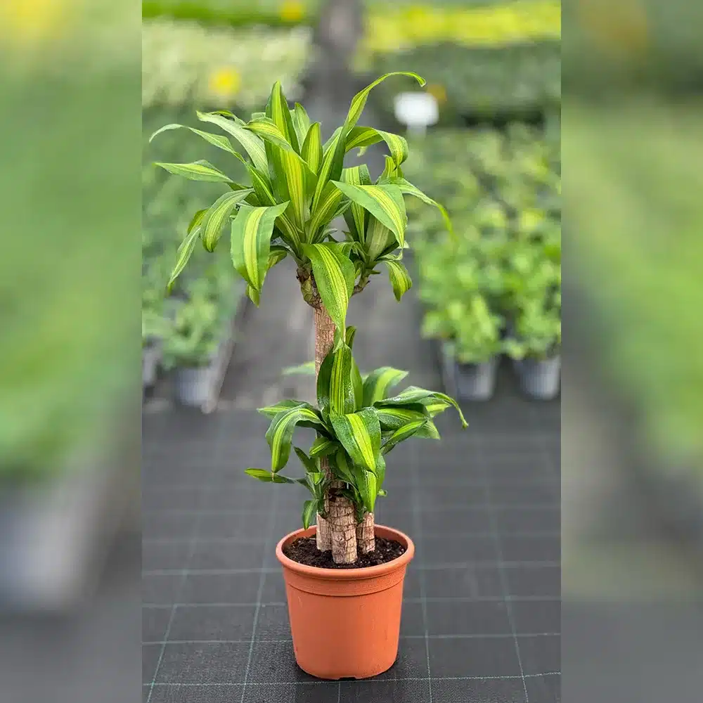 IDR-000059.jpg - Al Bustan Nurseries Co