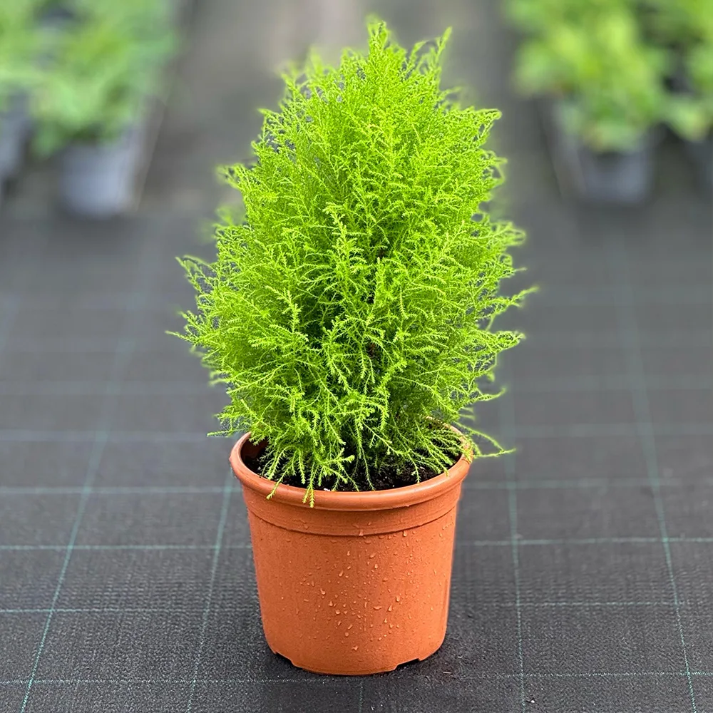 IDR-000110.jpg - Al Bustan Nurseries Co