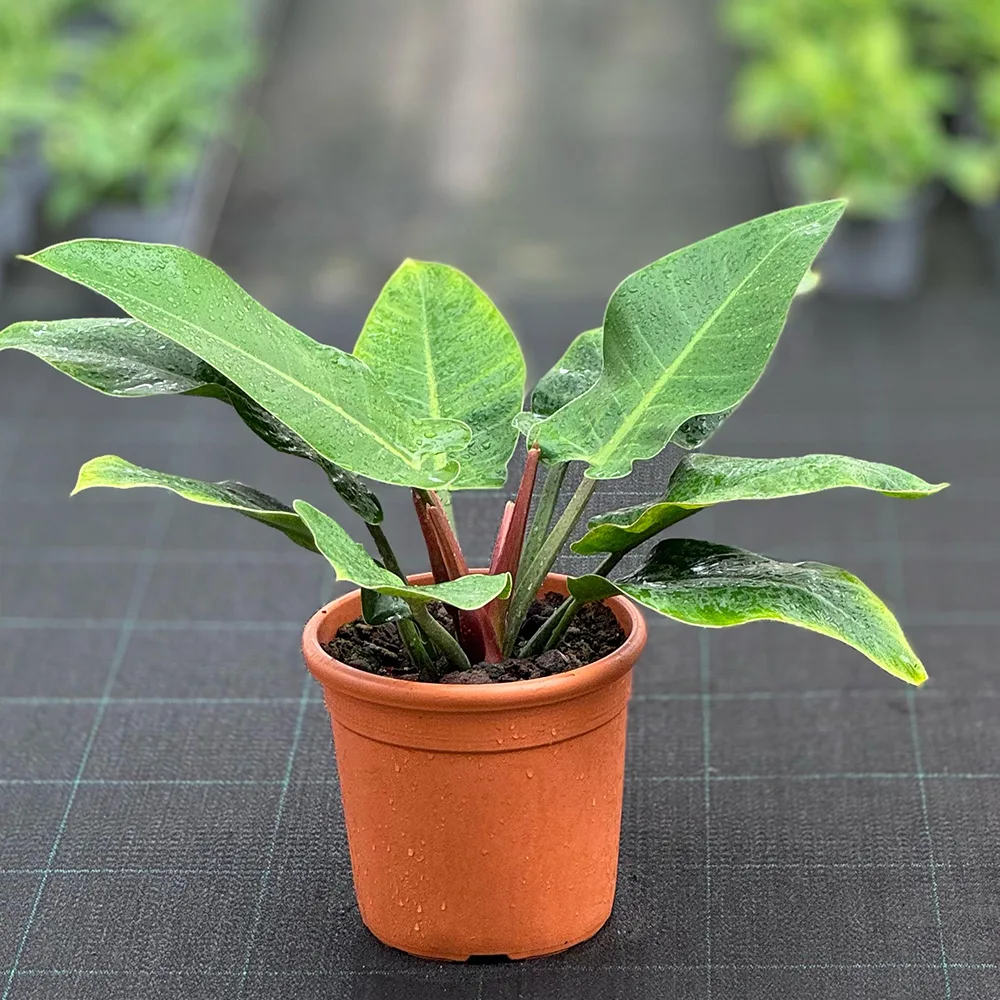 IDR-000143.jpg - Al Bustan Nurseries Co