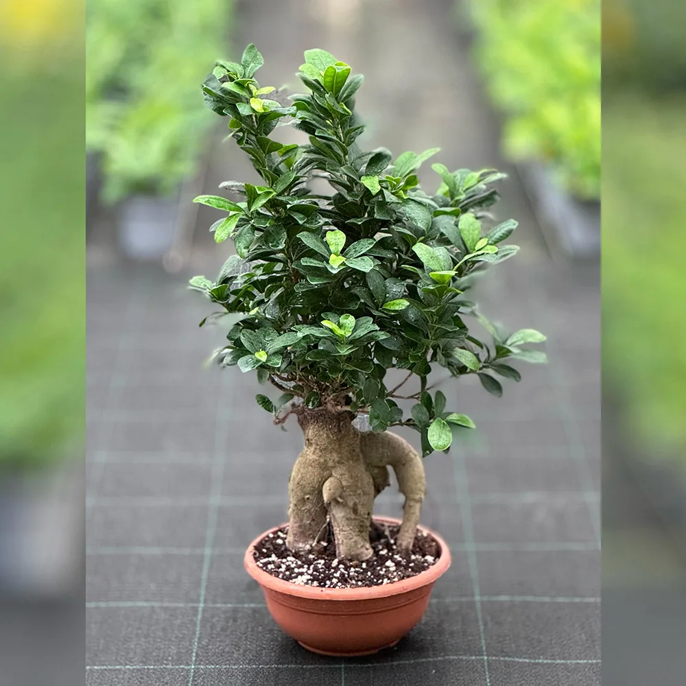 IDR-000179.jpg - Al Bustan Nurseries Co