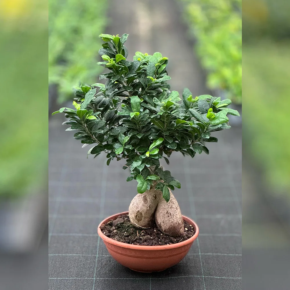 IDR-000180.jpg - Al Bustan Nurseries Co