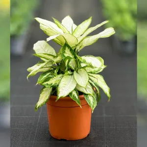 IDR-000238.jpg - Al Bustan Nurseries Co